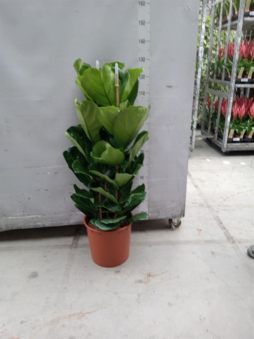 <h4>Ficus lyrata</h4>