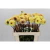 Dahlia Yellow Jill