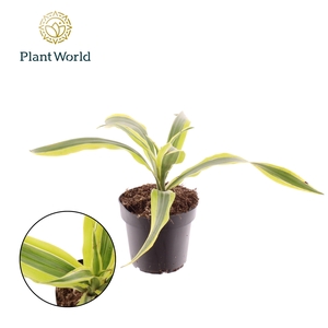 Dracaena Fragrans Lemon Lime