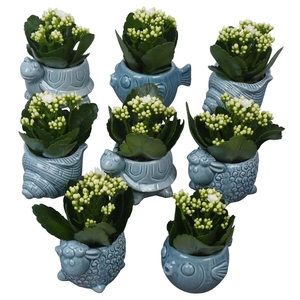 Arr.    Planten  L%