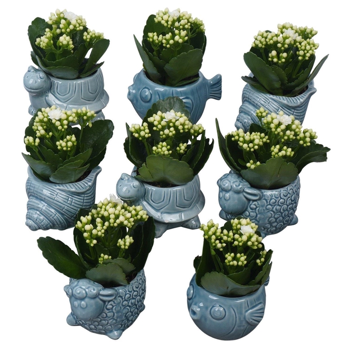 <h4>Arr.    Planten  L%</h4>