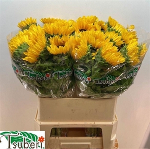 Helianthus Orange Fire