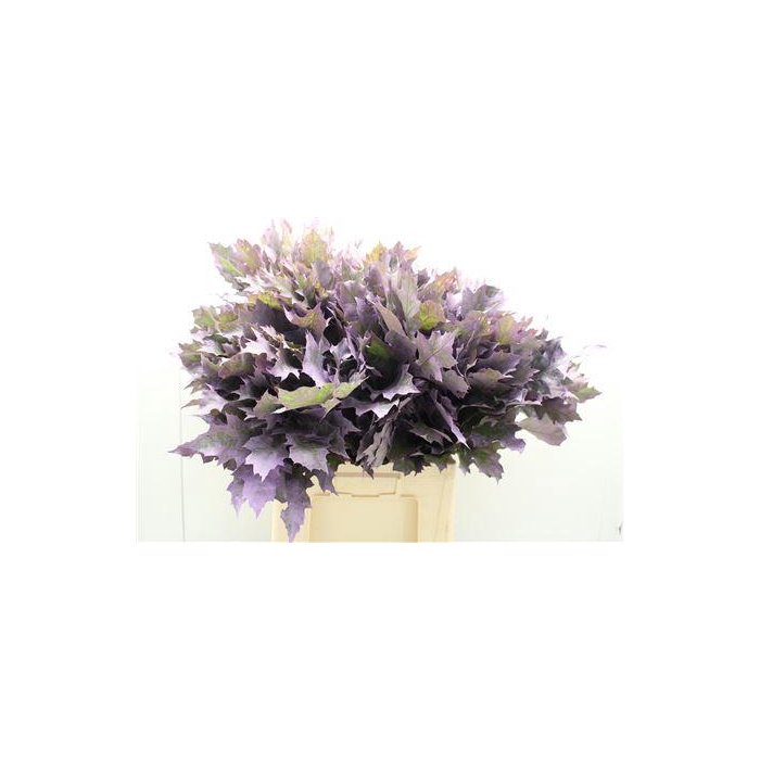 <h4>Eik Frosted Milka</h4>