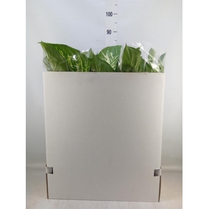 Dieffenbachia seg. 'Tropic Snow'