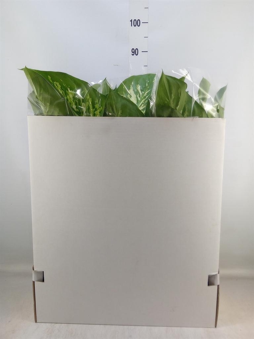 <h4>Dieffenbachia seg. 'Tropic Snow'</h4>