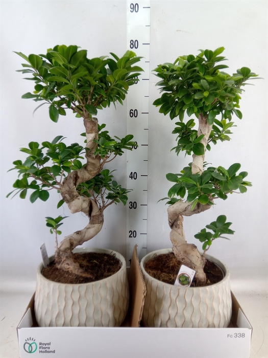 <h4>Ficus microcarpa 'Ginseng'</h4>