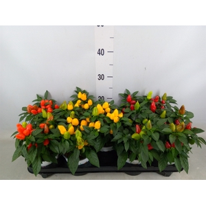 Capsicum annuum 'Mambo'   ...mix