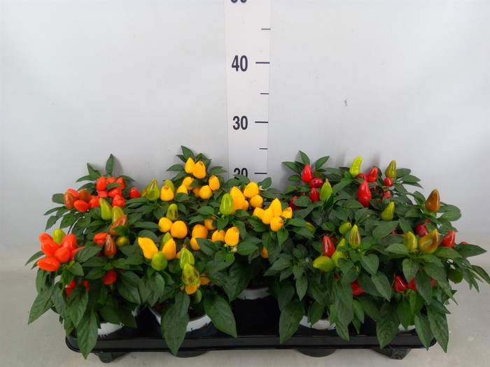 <h4>Capsicum annuum 'Mambo'   ...mix</h4>