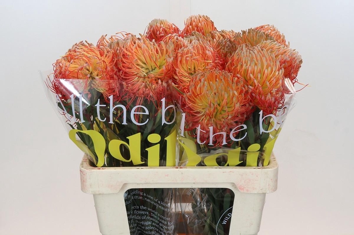 <h4>LEUCO CO ITO</h4>