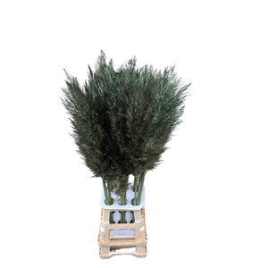 CORTA SELLOAN OLIVE GREEN