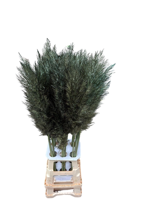 <h4>CORTA SELLOAN OLIVE GREEN</h4>