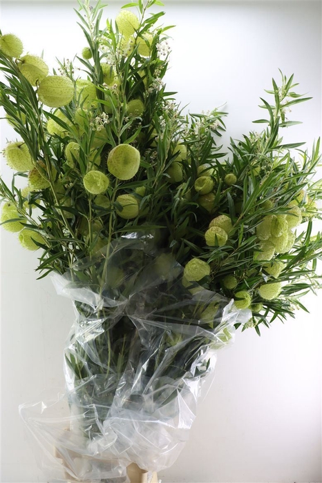 <h4>Asclepia Moby Dick Super P Stem</h4>