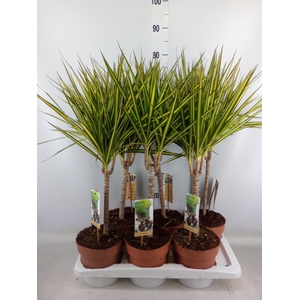 Dracaena marg. 'Sunray'