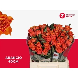R Gr Arancio