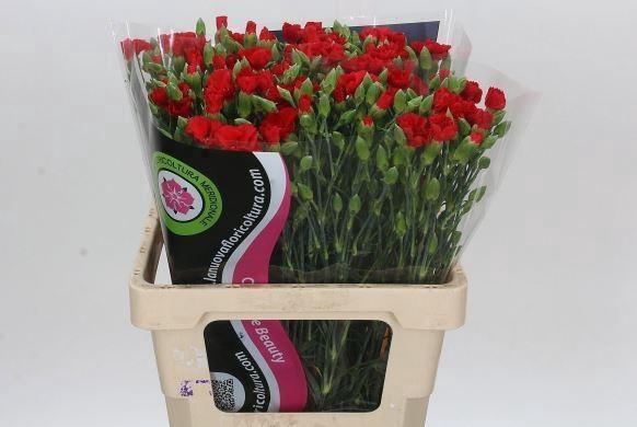 <h4>DIANTHUS SP SYMPLY LOVE*</h4>