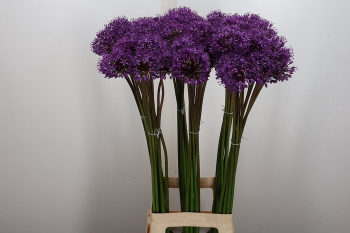 <h4>Allium Gladiator (berkel)</h4>