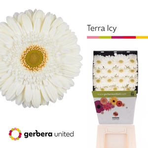 Ge Gr Terra Icy