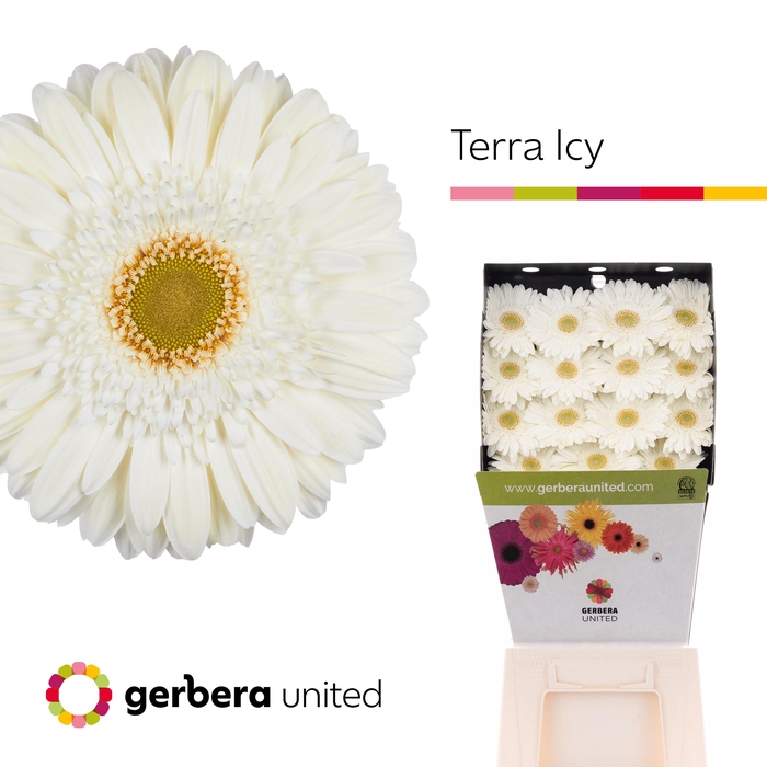 Gerbera Terra Icy Diamond