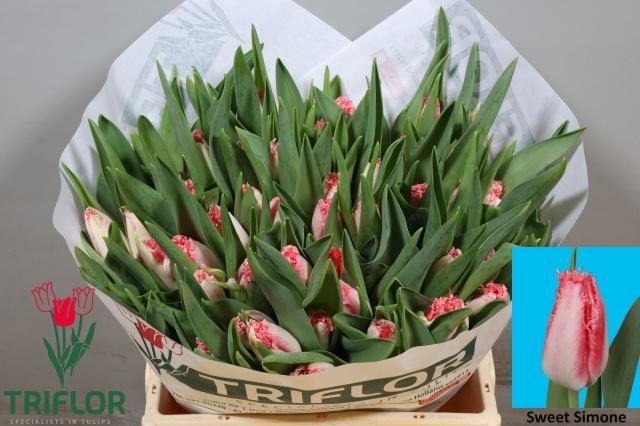 <h4>TU FR SWEET SIMONE</h4>