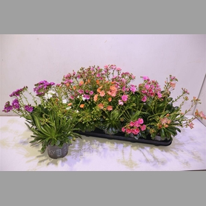 Lewi Rocky Color Gem