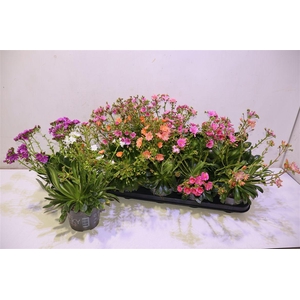 Lewi Rocky Color Gem