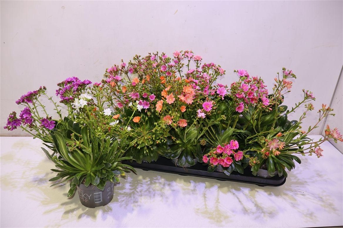 <h4>arr8 Lewi Rocky Color Gem</h4>