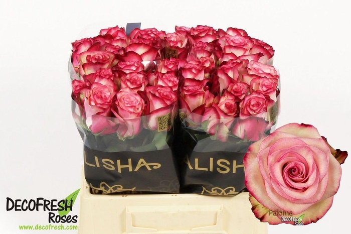 <h4>Rosa large paloma</h4>