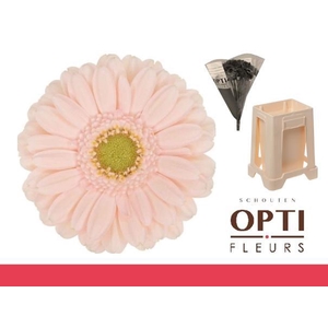 Germini Alix-Noor Water