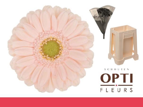 <h4>Germini Alix-Noor Water</h4>