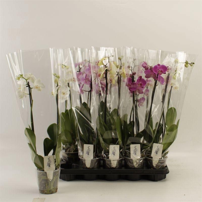 <h4>PHAL GEM</h4>