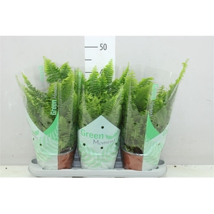 Nephrolepis Green Moment