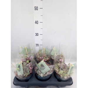 Ceropegia woodii 'Variegata'