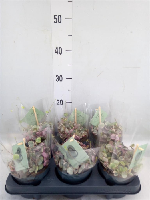 <h4>Ceropegia woodii 'Variegata'</h4>