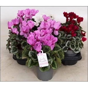 CYCL GR LOVE MOMENTS