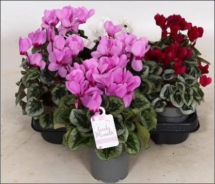 <h4>CYCL GR LOVE MOMENTS</h4>