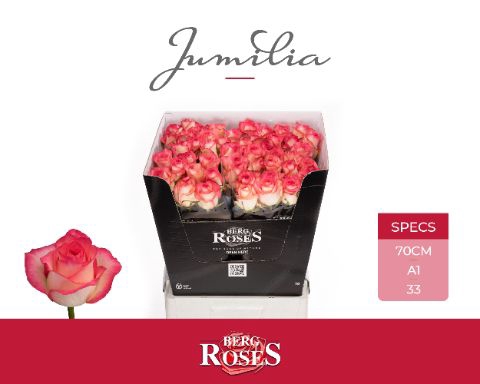 <h4>Rozen Jumilia</h4>