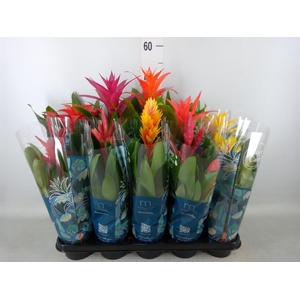 Bromelia   ...mix