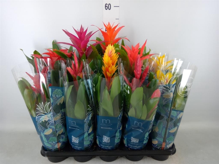 <h4>Bromelia ...mix</h4>