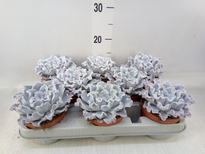 <h4>Echeveria   ...</h4>