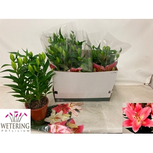 arr8 Lil Or Sunny Camino