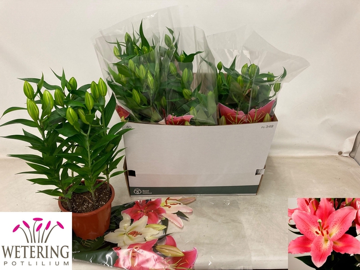 <h4>arr8 Lil Or Sunny Camino</h4>