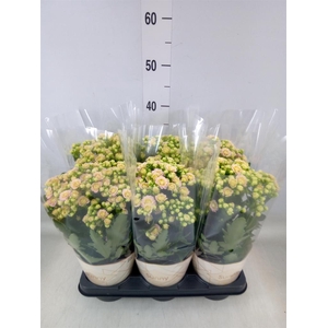 Kalanchoe  'MoreFlow Sunny Pink'