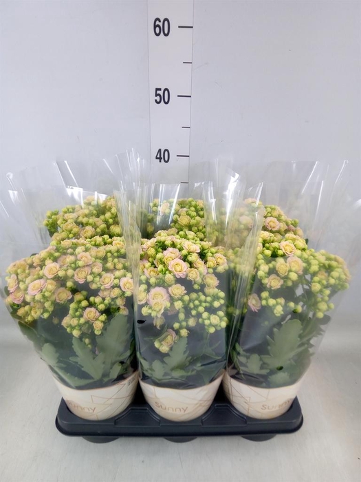 <h4>Kalanchoe  'MoreFlow Sunny Pink'</h4>