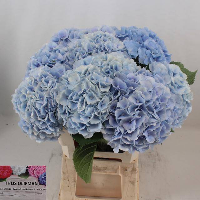 <h4>HYDR M CH VERENA BL</h4>
