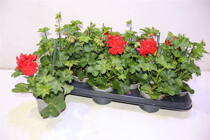 <h4>Pel Pelt Roy Red</h4>