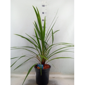 Cordyline indivisa 'Peko'