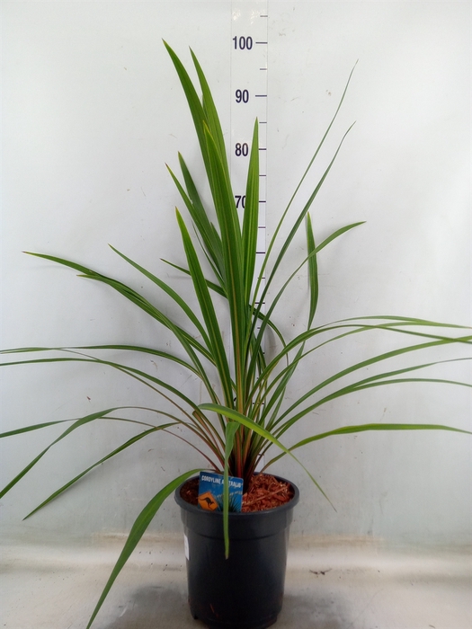 <h4>Cordyline indivisa 'Peko'</h4>