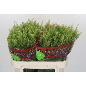Lepidium Green Dragon