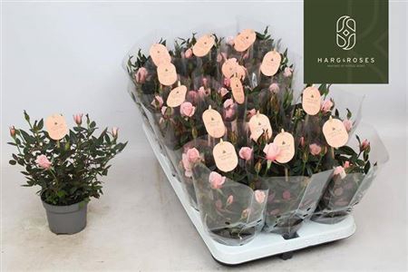 Ro Rosaroma Pink