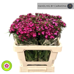 DI BARB AM NEON CHER